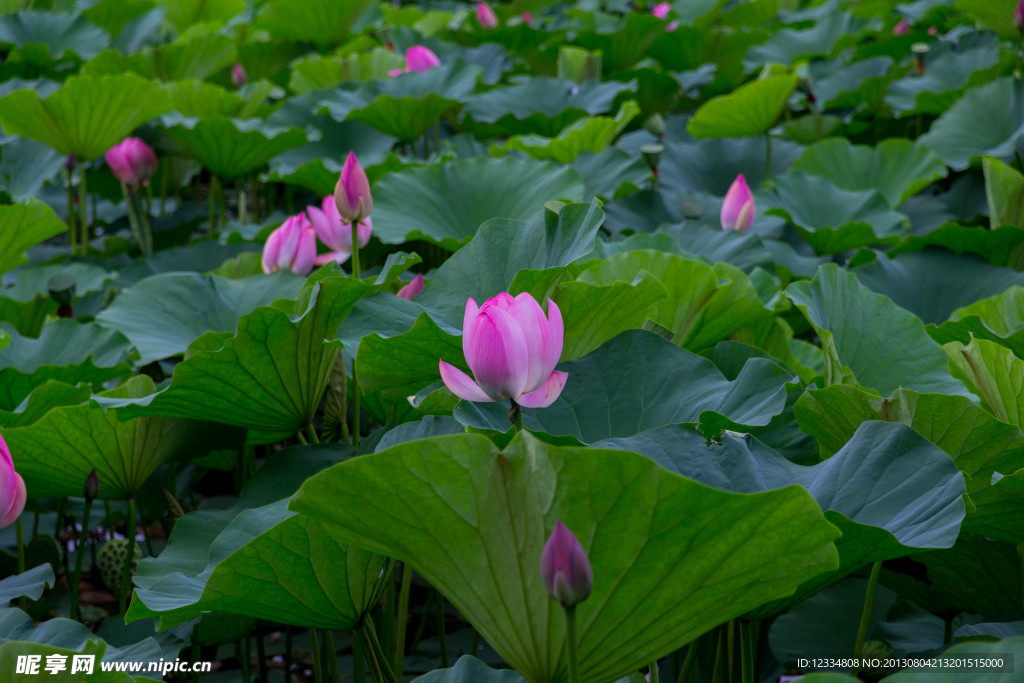 蓮花湖中蓮花開
