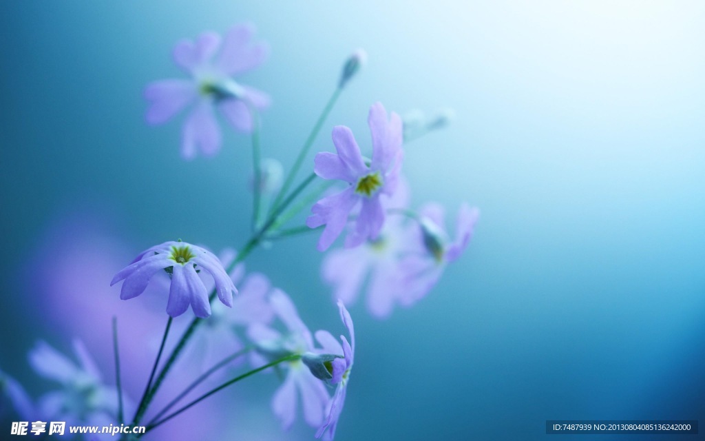 花卉