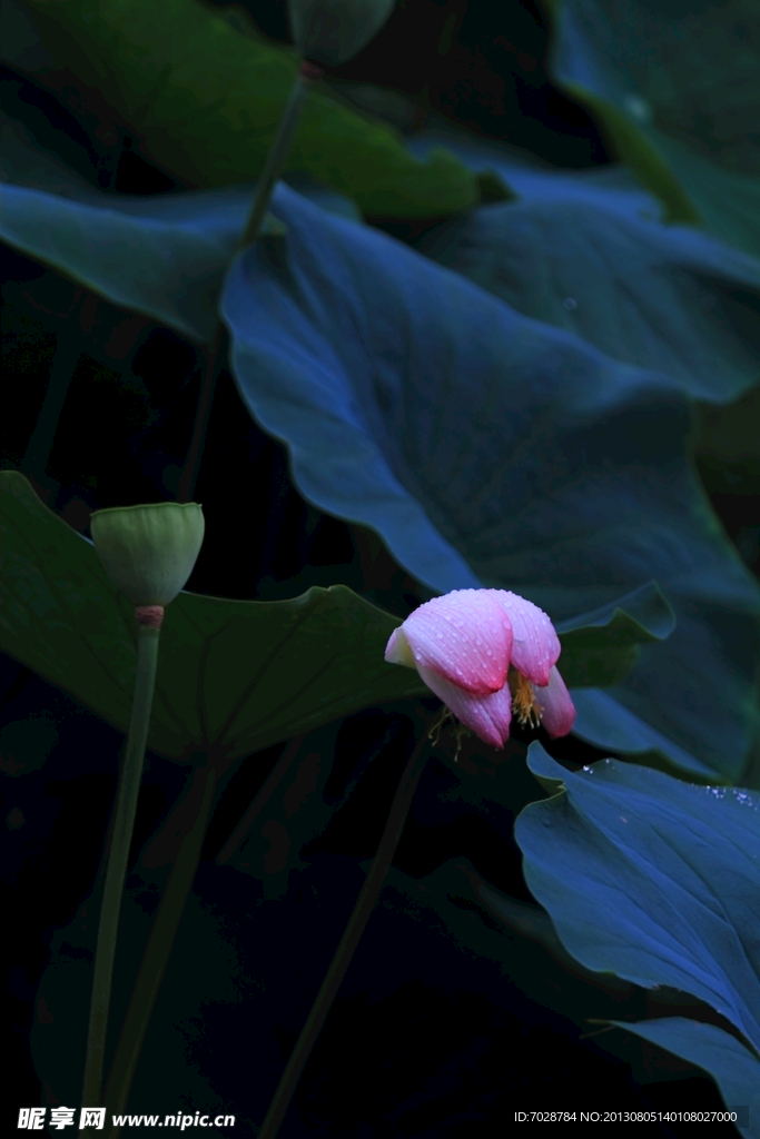 荷花