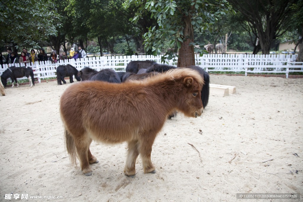 矮種馬