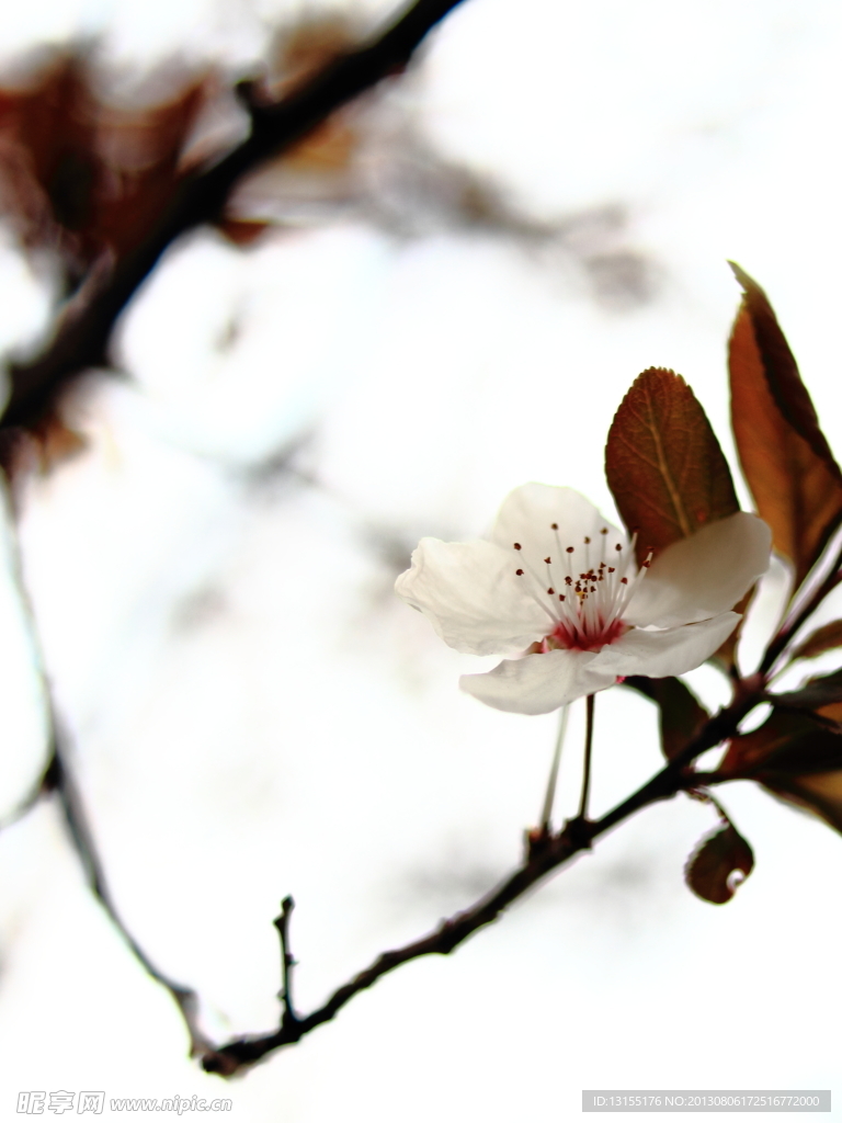 櫻花