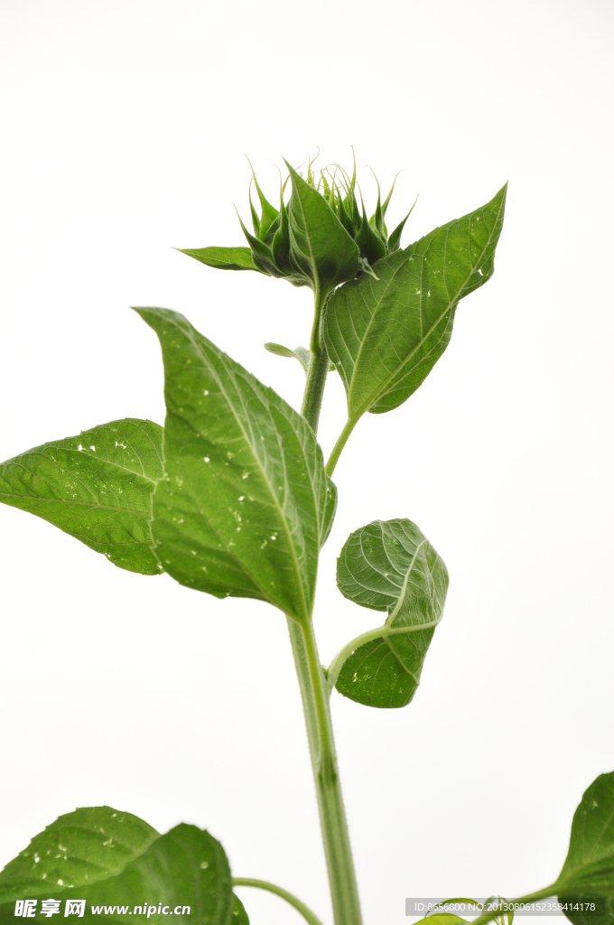 向日葵 向陽(yáng)花 葵花