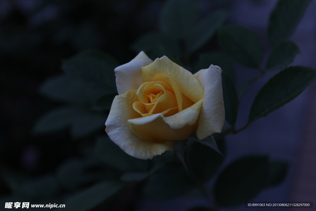 月季花