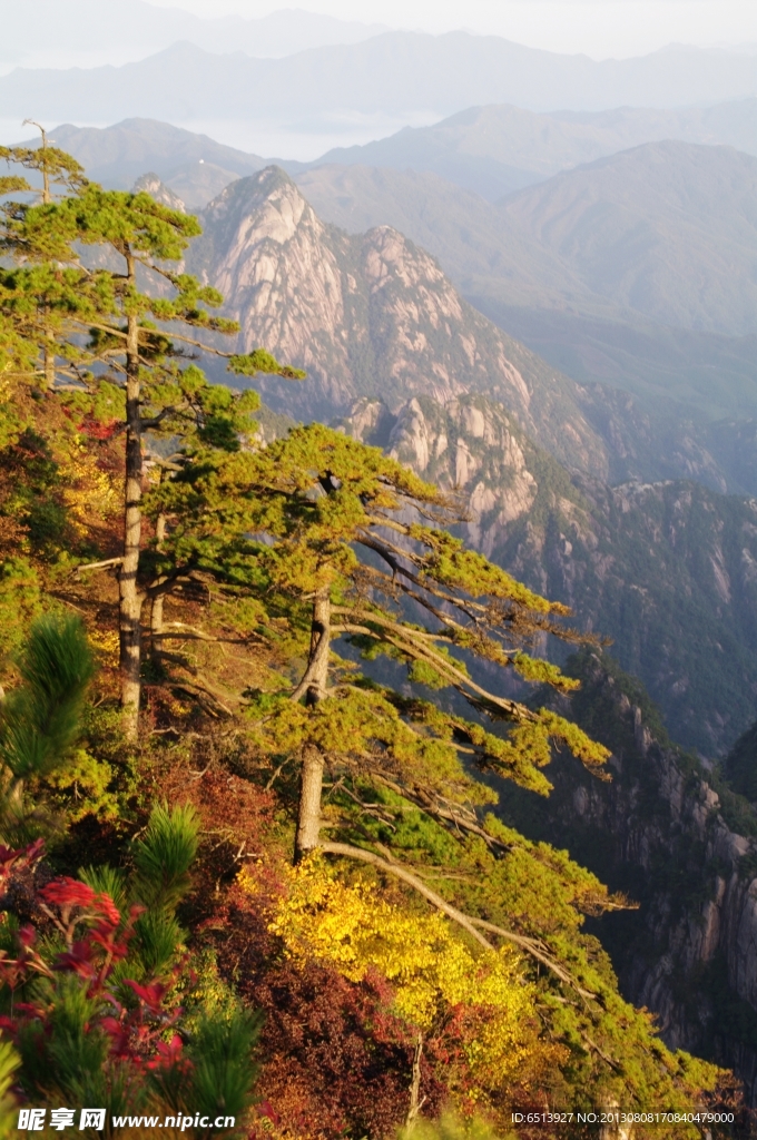 黃山松