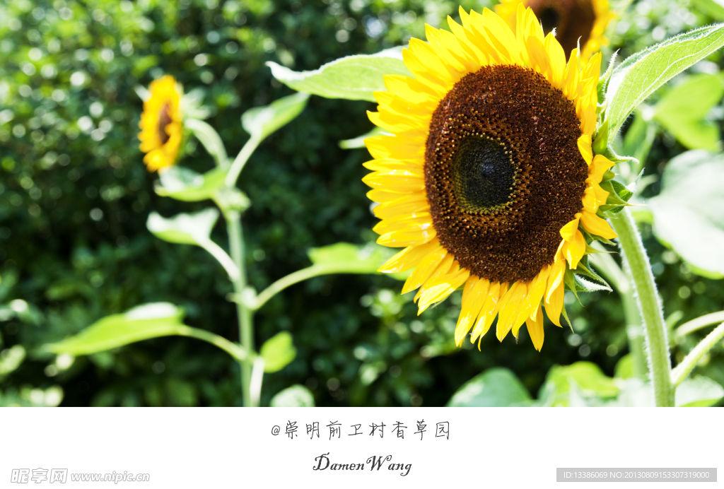 向日葵
