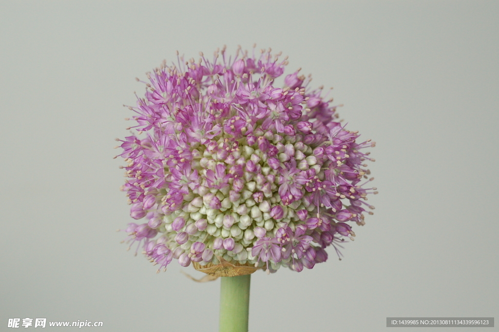 蔥花