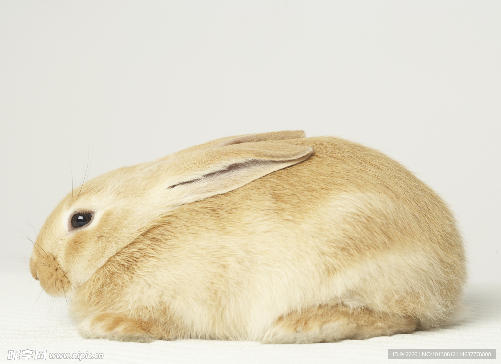 小動物