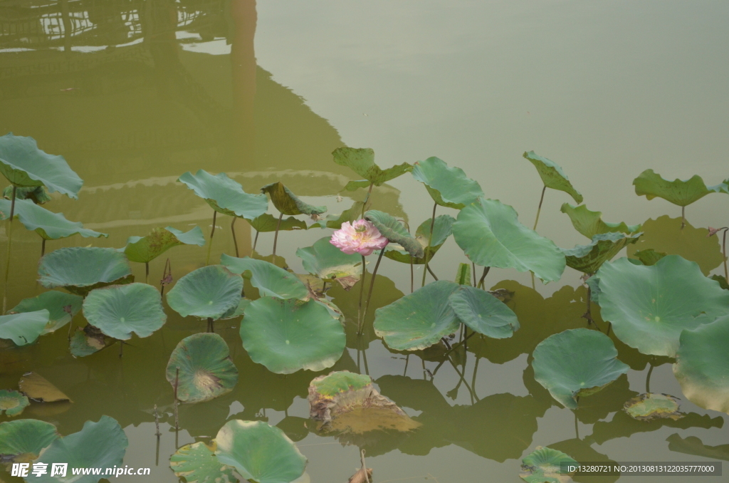 池里的蓮花