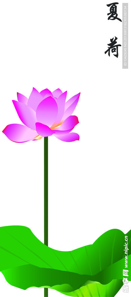 荷花