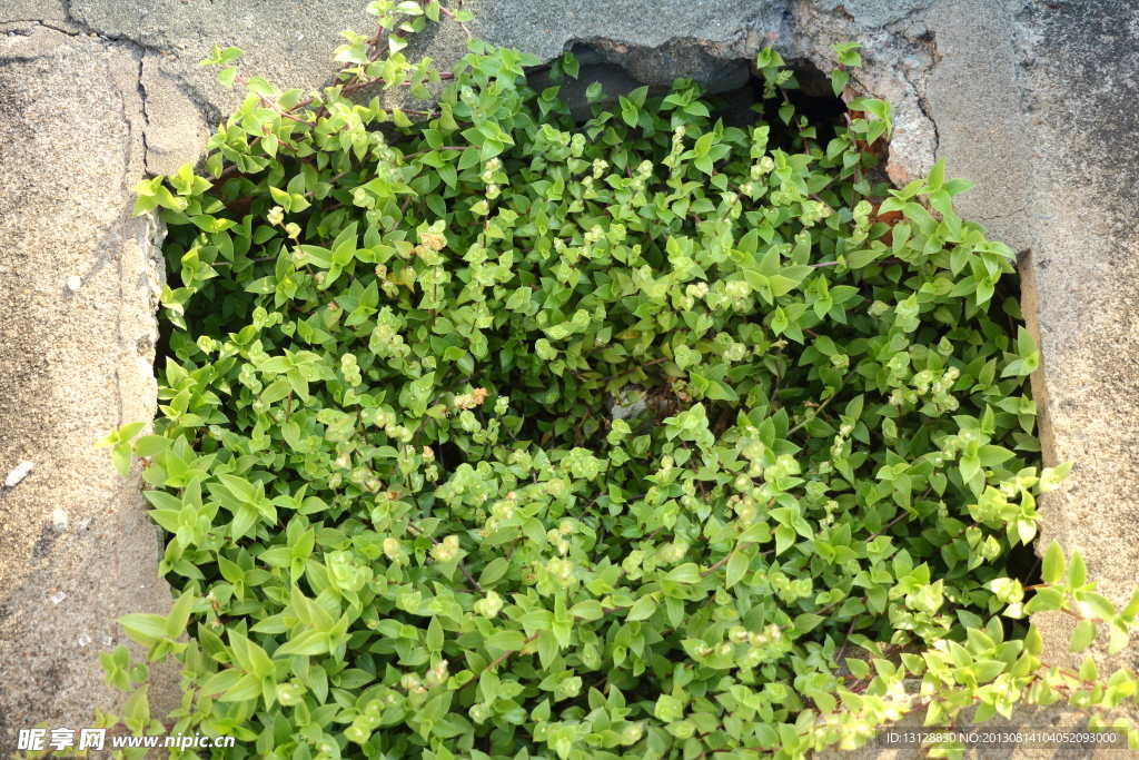 小草