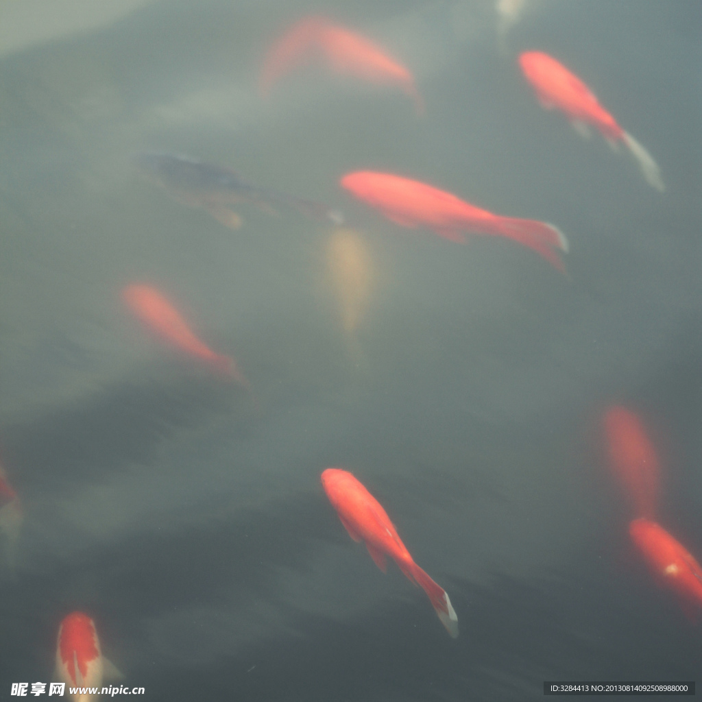 游魚