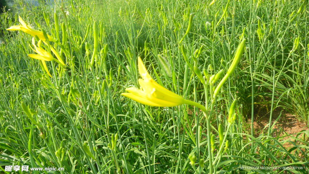 黃花菜 黃花