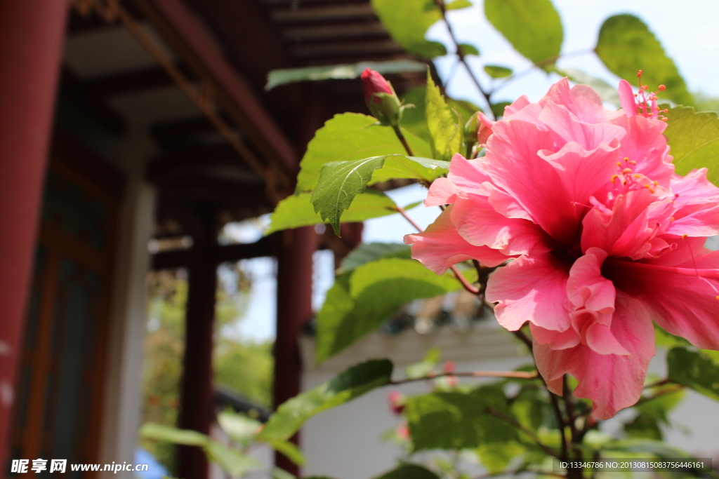 扶桑花