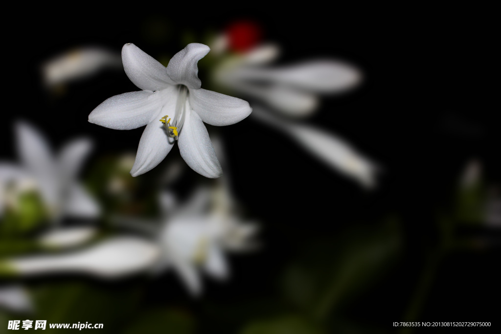 蘭花