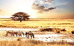 斑马 非洲大草原