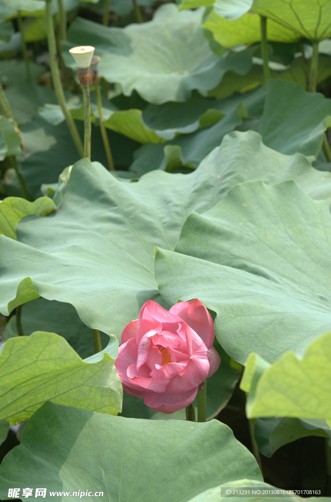 荷花