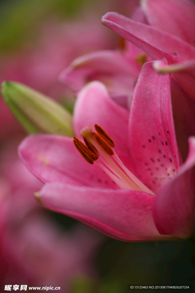 百合花圖片素材下載