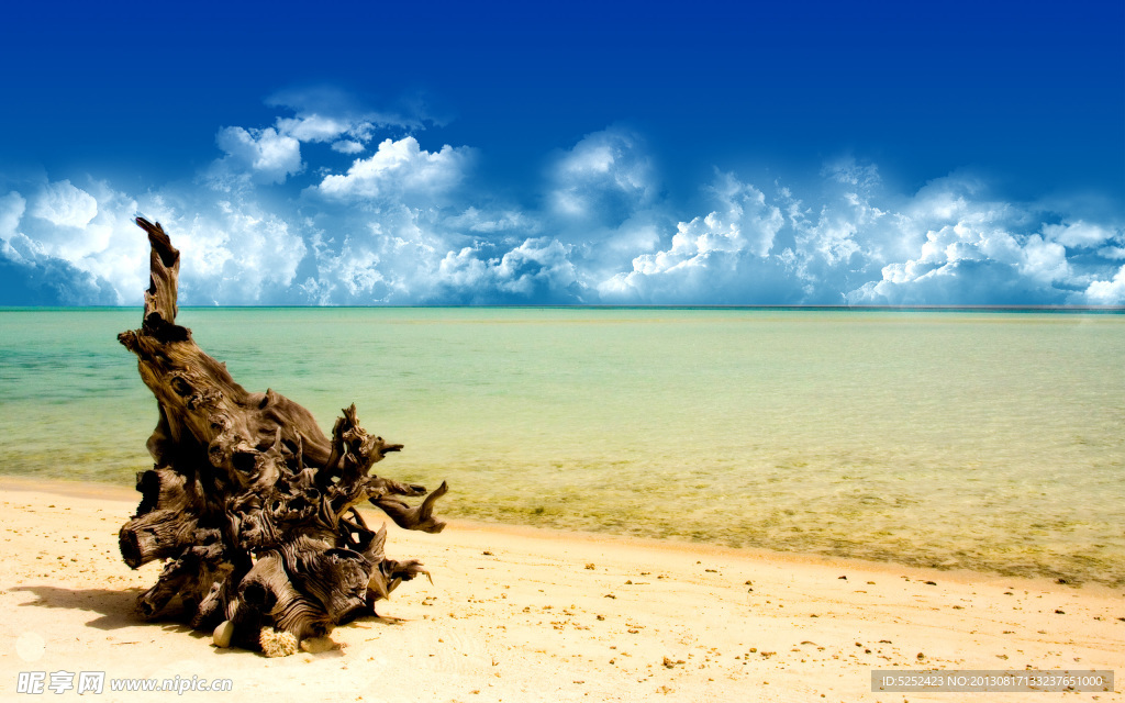 海邊樹根