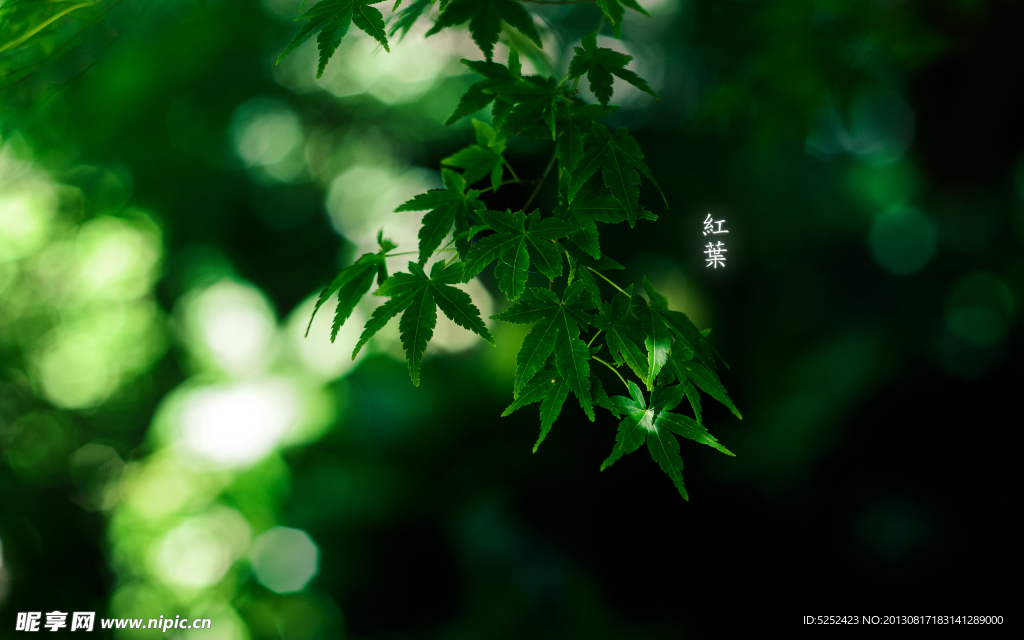 楓葉