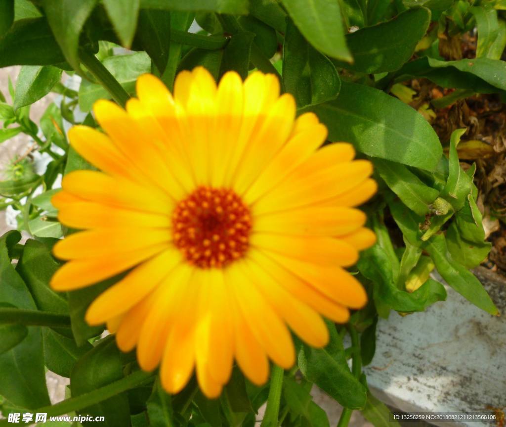 黃色的花
