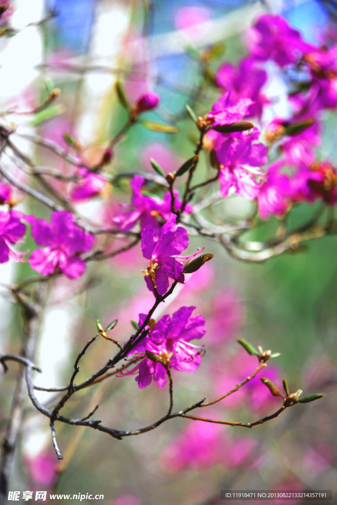 達達香花