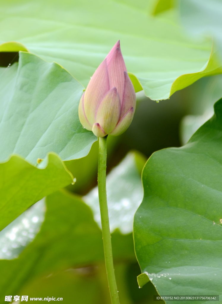 出水芙蓉