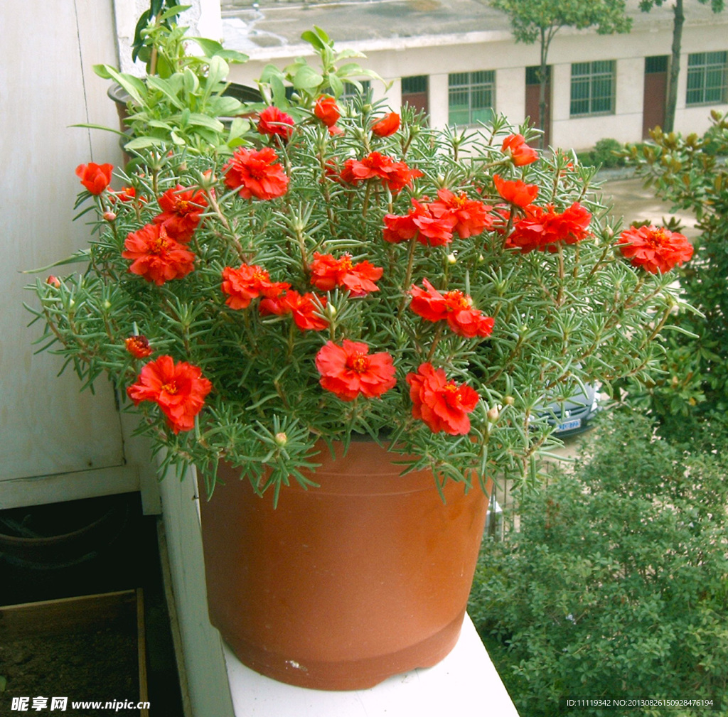 紅色太陽花