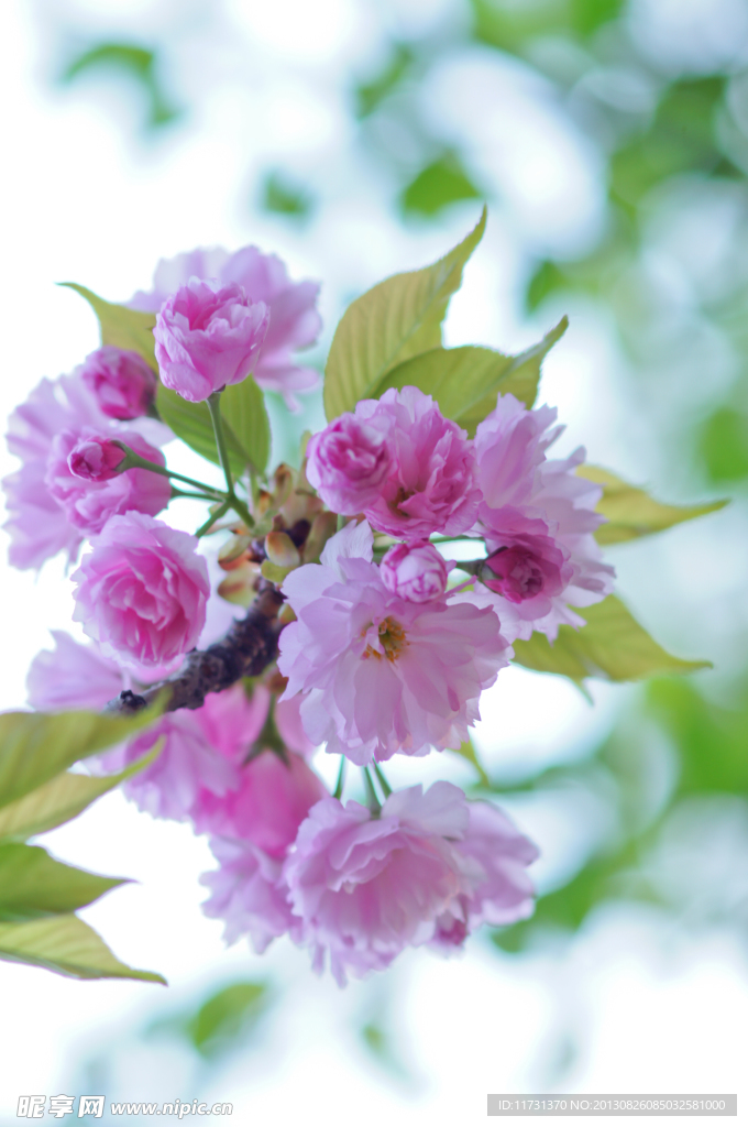 櫻花