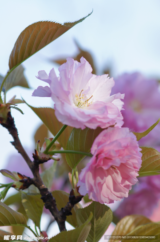 櫻花