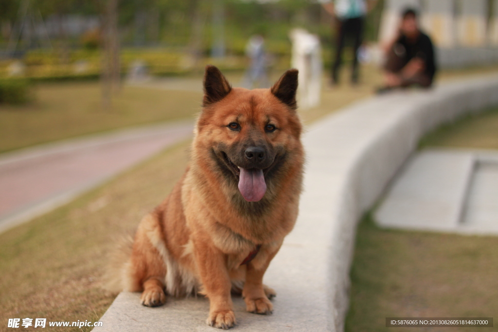 黃狗