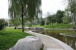 公园池塘边柳树