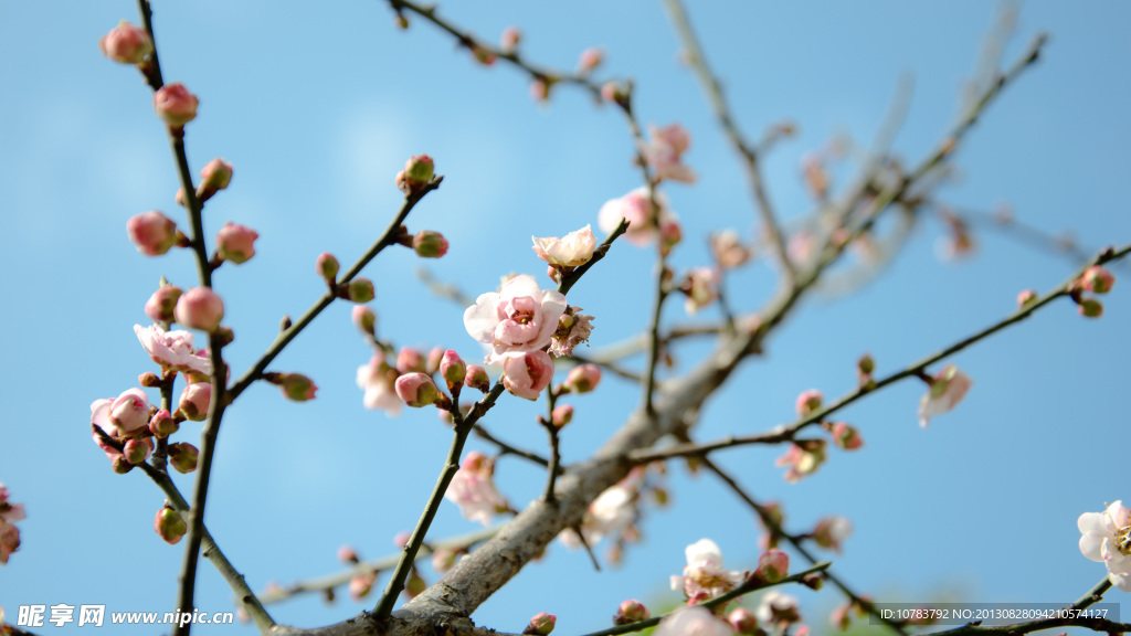 梅花