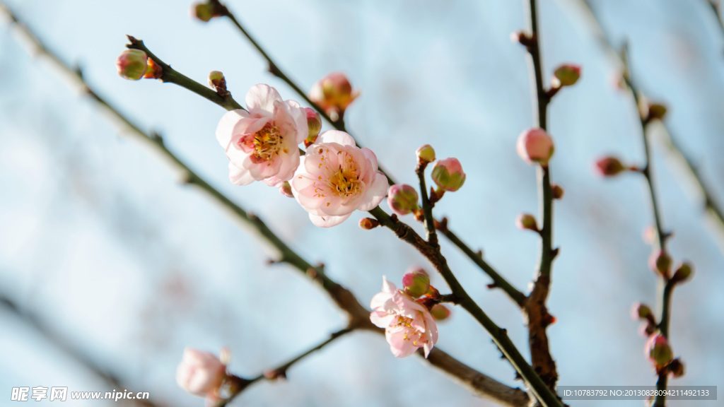 梅花