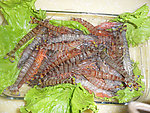 基尾虾