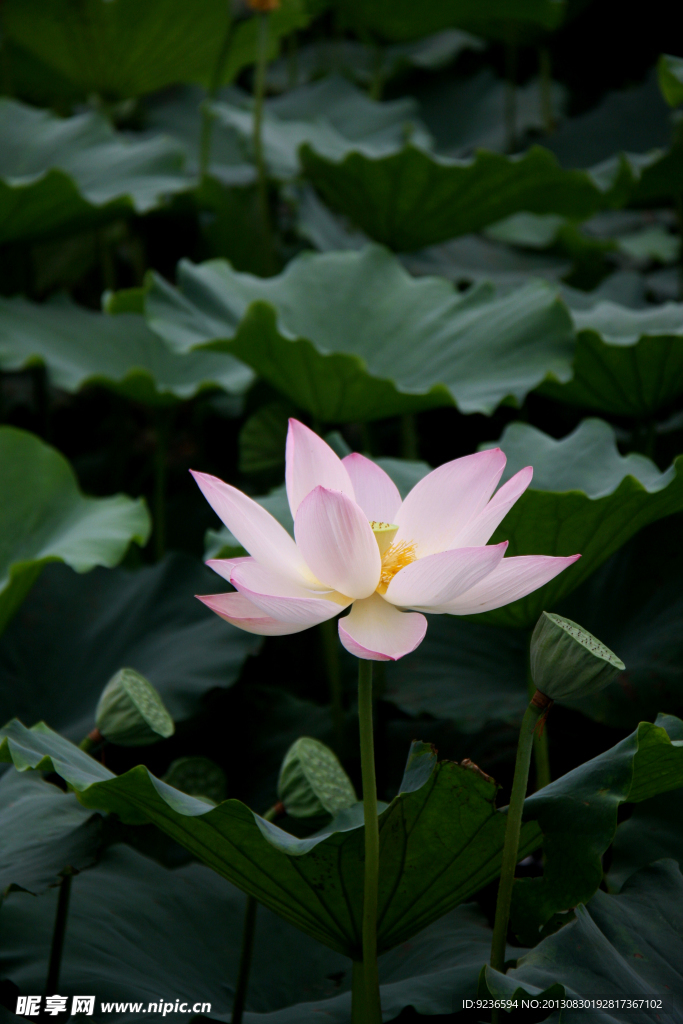 荷花