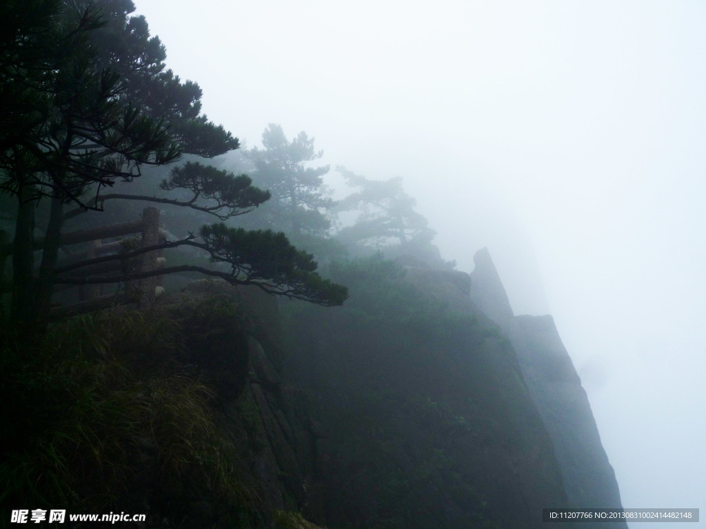 黃山松