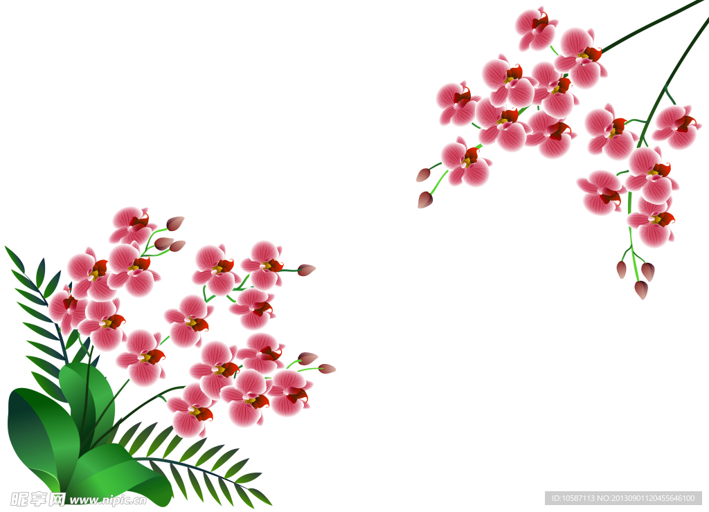 蝴蝶花