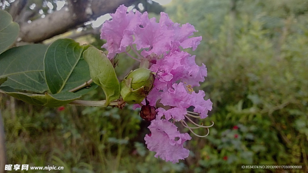 芙蓉