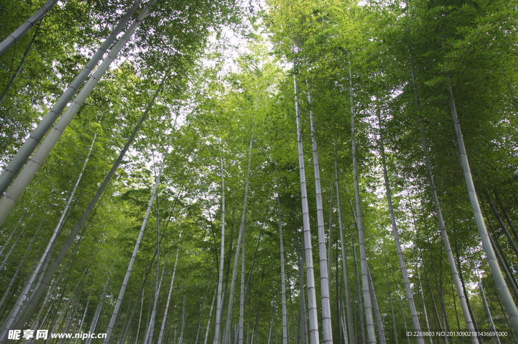 竹海掠影