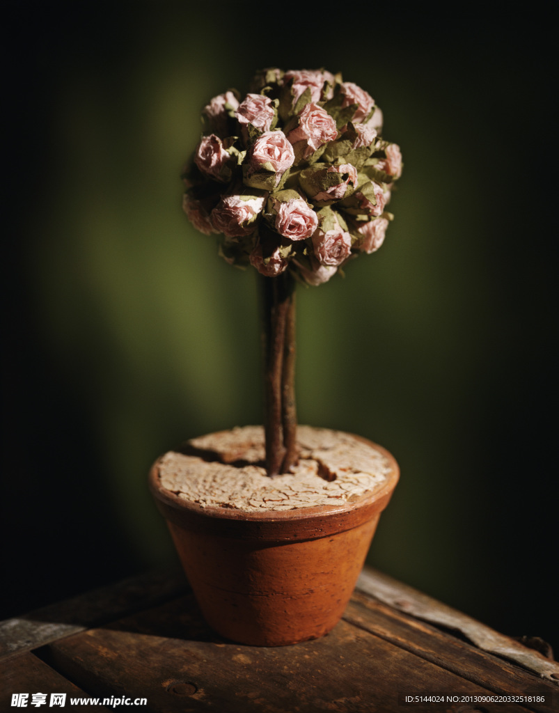 花盆