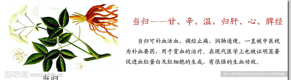 當歸 中藥宣傳
