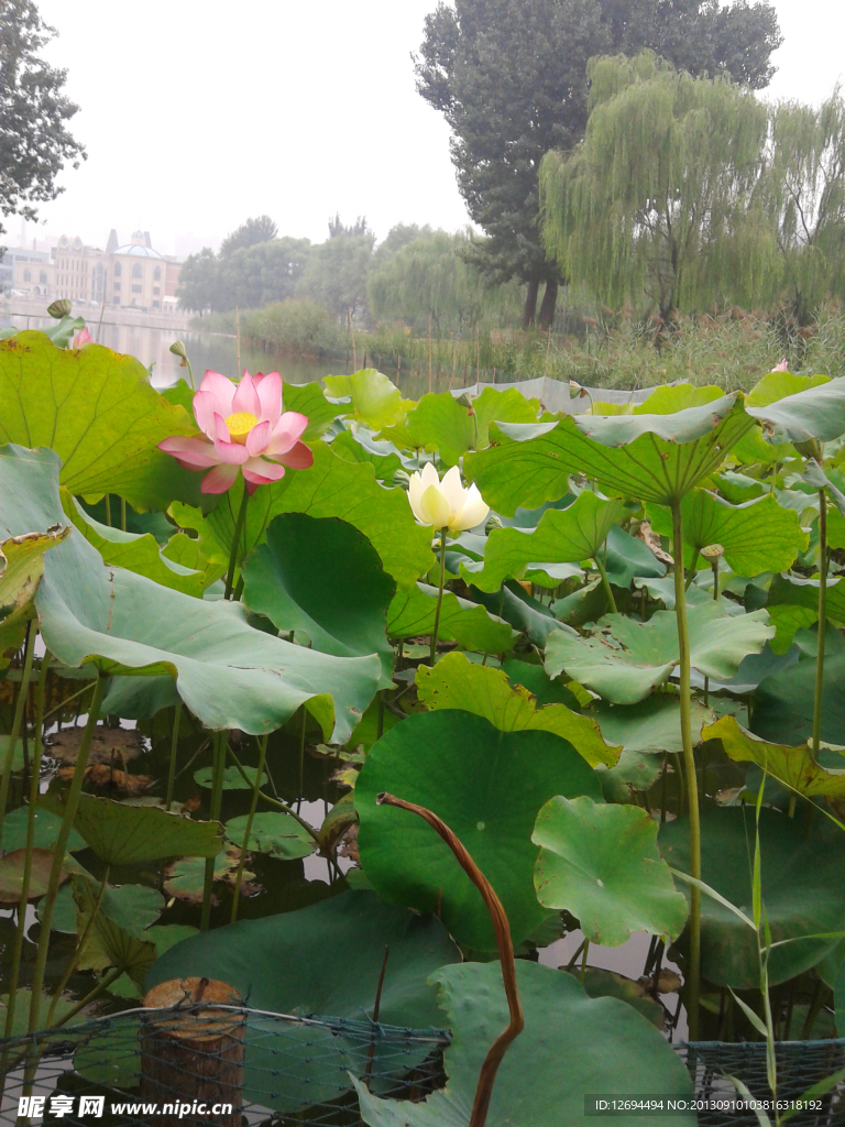 荷花