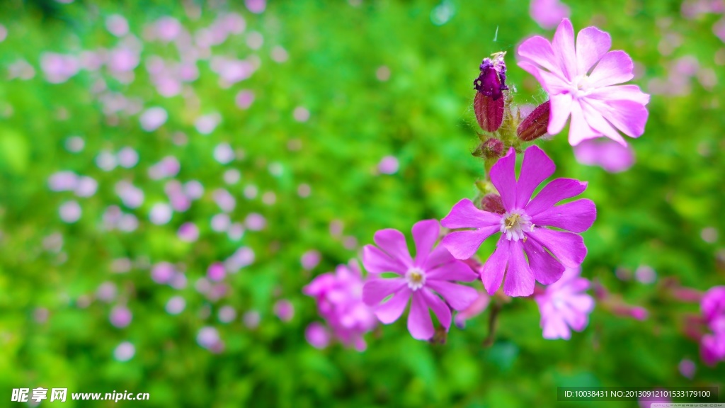 花叢