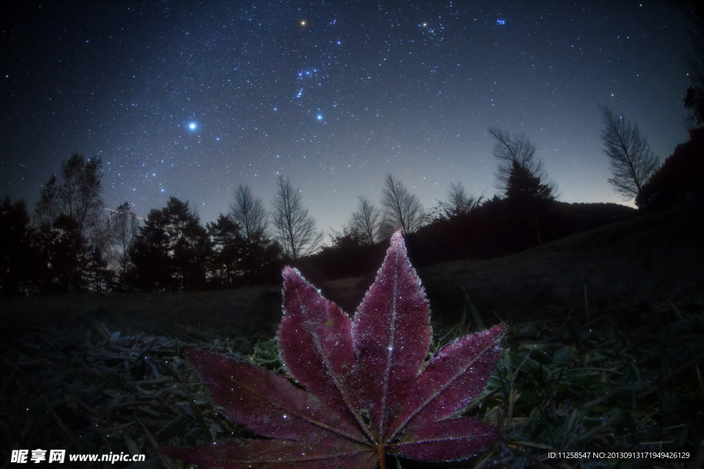 星空下的葉片