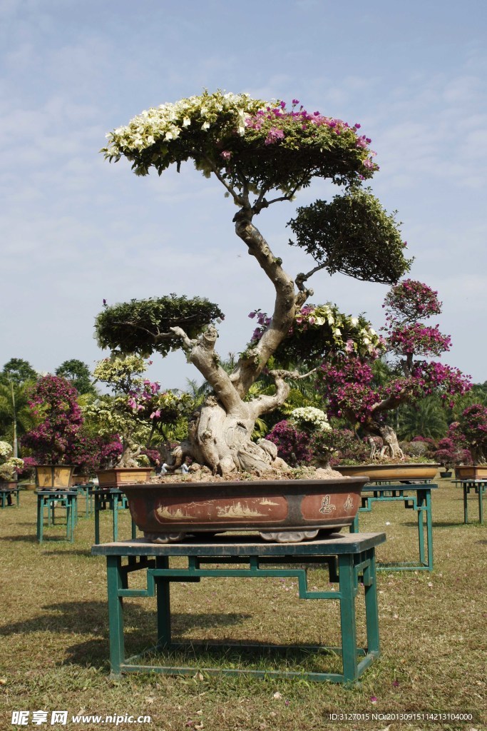 杜鵑花 生長盛開 自