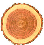 木纹 横截面 树桩