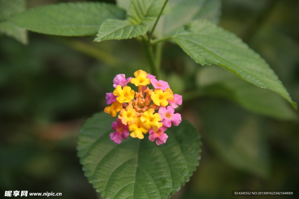 鮮花圖片