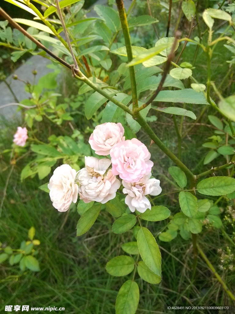 月季花