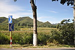 路邊青山
