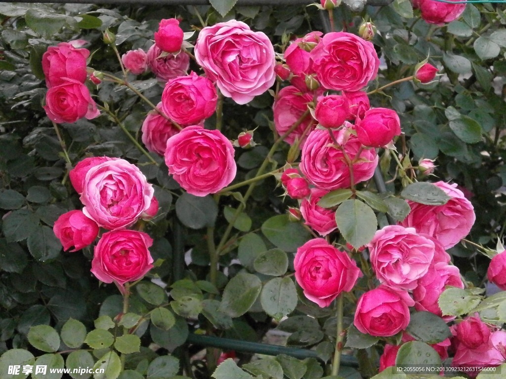 薔薇